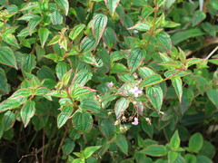 Marcetieae