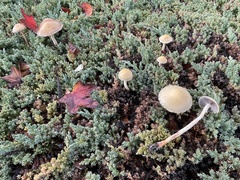 Leratiomyces percevalii