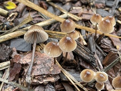 Mycena leptocephala