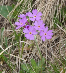 Primula halleri