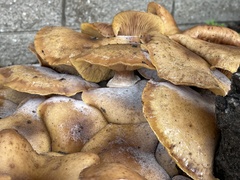 Armillaria mellea