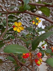 Ochna