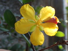Ochna