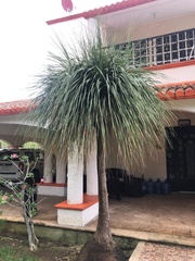 Beaucarnea recurvata