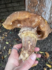 Armillaria mellea