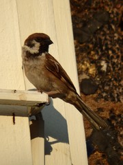 Passer montanus