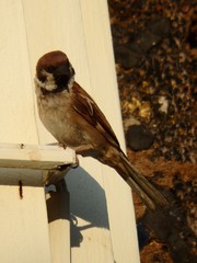 Passer montanus
