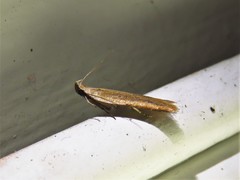 Mesophleps adustipennis