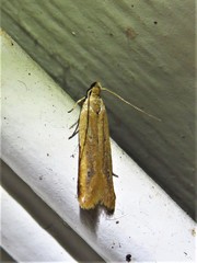 Mesophleps adustipennis