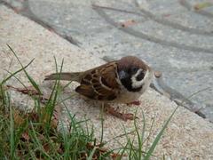 Passer montanus