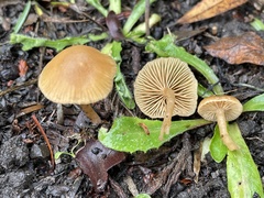 Tubaria