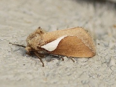 Prolimacodes trigona