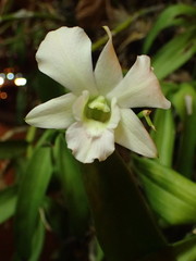 Dendrobium