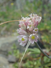 Allium rupestre