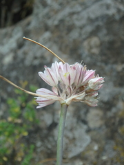 Allium rupestre