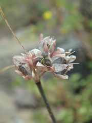 Allium rupestre