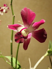Dendrobium