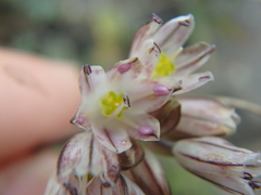 Allium rupestre