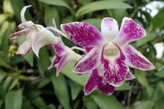 Dendrobium