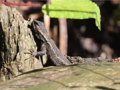 Sceloporus anahuacus