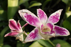 Dendrobium