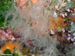 Crisularia plumosa