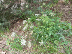 Daucus carota carota