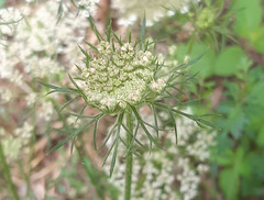 Daucus carota carota