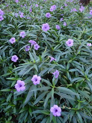 Ruellia simplex