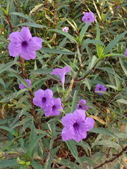 Ruellia simplex