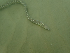 Myrichthys breviceps