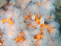 Dendrophyllia ramea