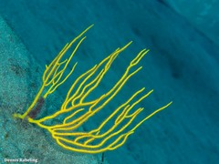 Leptogorgia viminalis