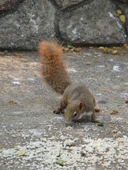 Callosciurus finlaysonii