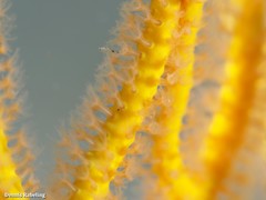 Leptogorgia viminalis