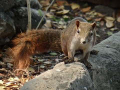 Callosciurus finlaysonii