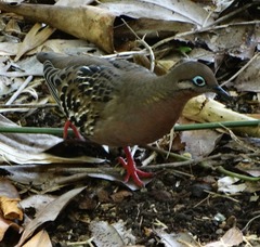 Zenaida galapagoensis