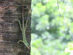 Anolis richardii