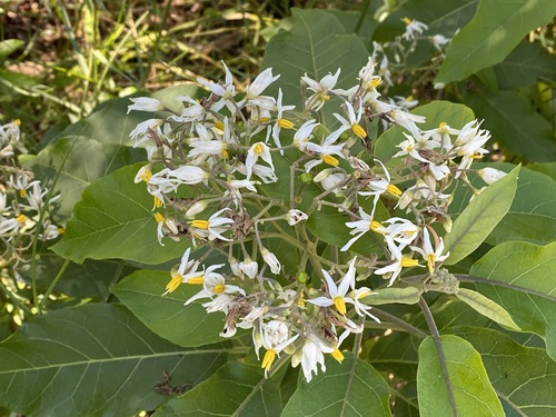 mullein nightshade