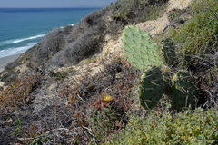Opuntia × occidentalis