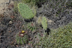 Opuntia × occidentalis