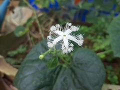 Trichosanthes cucumerina