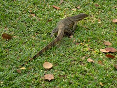Varanus salvator macromaculatus