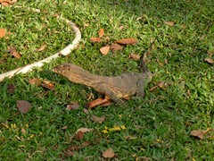 Varanus salvator macromaculatus