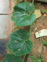 Trichosanthes cucumerina