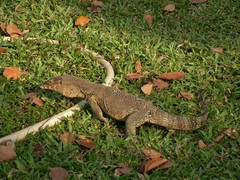 Varanus salvator macromaculatus