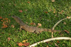 Varanus salvator macromaculatus