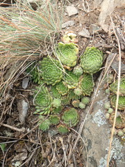 Sempervivum