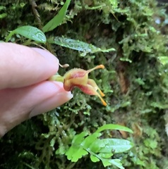 Masdevallia molossoides