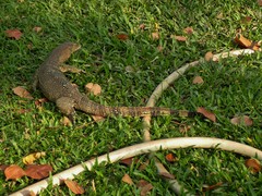 Varanus salvator macromaculatus